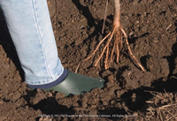 Bare-root tree planting, by Chuck Ingels, UC