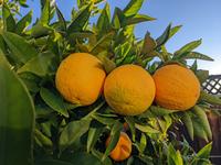 Valencia Oranges (top) with grafted Kishu Mandarin (below)