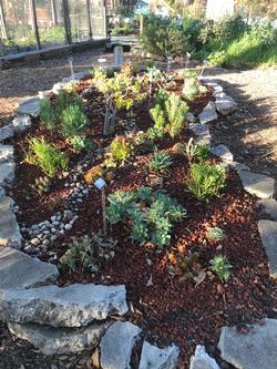 Succulent garden bordered with recycled urbanite