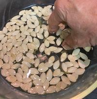 Washing zucchini seeds. Viable seeds sink.