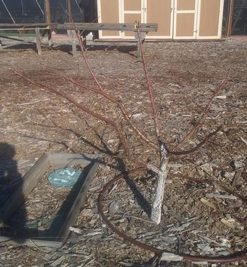 2-year old apricot tree, pruned to an open center system