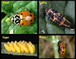 Lady beetles develop through four life stages: egg, larva, pupa, and adult by Jack Kelly Clark, UCANR