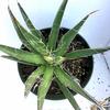 Agave-filimentosa-Mary-Collins