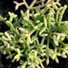 Rhipsalis-cereuscula-Mary-Collins
