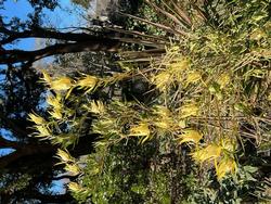 Leucadendron salignum 'Golden Tip' by Dyane Matas