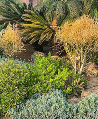 Drought tolerant landscapes can be beautiful, UC