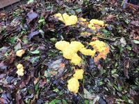 A slime mold on a compost pile, also known as “dog vomit slime mold”, Help Desk submission