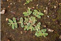 spotted spurge from UMass Extension