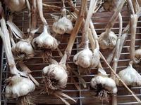 Garlic bulbs drying - J. Alosi, Butte County Master Gardeners