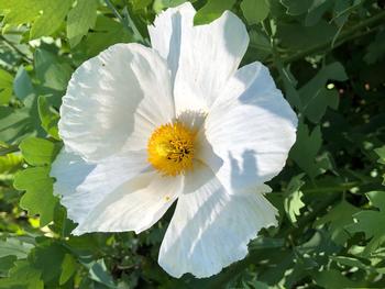 Matilija poppy