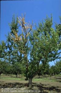 Apricot tree with dead branch caused by Eutypa, UC IPM