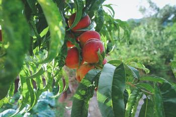 Fruit tree basics