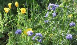 coastal CA poppies and globe gilia; photos by Diana Aston