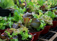 Lettuce grows well in our cool season, Gary Bachman, Mississippi State University Extension