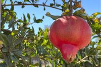 Pomegranate at our Martial Cottle Park demonstration orchard