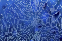 Spider web, Johns Hopkins University