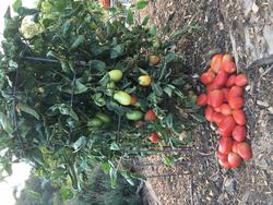Growing Tomatoes successfully_Joan Cloutier