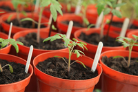 Tomato seedlings, jag2020, Pixabay
