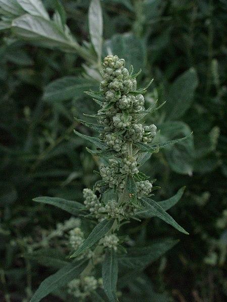 Artemisia douglasiana from Wikimedia by Easchiff CCA