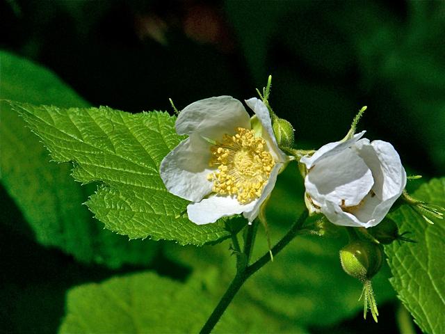 Rubus parviflorus by Terry Glase unrestricted from Wildflower.org (34464)