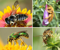 Native Bees, assorted sources