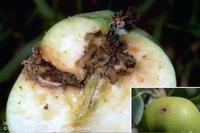 Codling moth larvae bore into the center of fruit to feed. Note the excrement, including the frass pushed out of the entry hole, Jack Kelly Clark, UC.