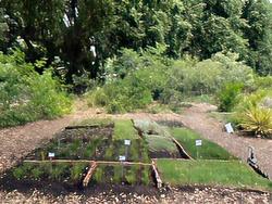 Photo showing the lawn alternative demonstration area at the Palo Alto Demonstration Garden