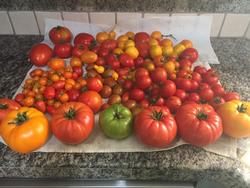 Summer Tomato Harvest Photos by Bob Bowe
