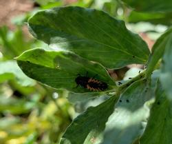 Ladybug larva; Lara Westley