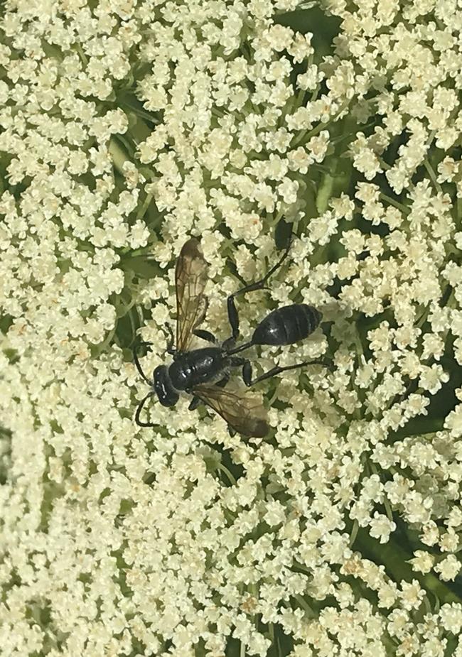 Predatory wasp on a flower