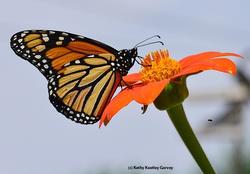 Learn about Pollinators