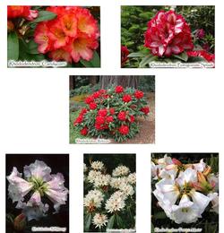 Rhododendrons