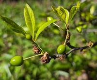 Infested galls on a plum tree