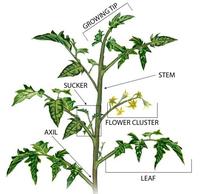 Tomato suckers grow from leaf axils, Cornell University