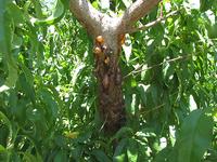 Extreme gummosis on a peach tree trunk, Utah State University Extension