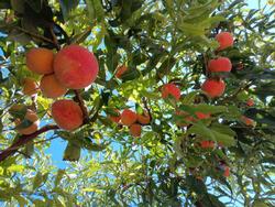 home orchard, Don Bollinger