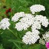 Achillea-millifolium-MG-Carol-Peck