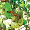 Aristolochia-californica-UC-Davs-Arboreturm