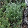 Artemisia-californica-Cal-State-Channel-Islands