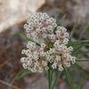 Asclepias-fascicularis-Cal-State-Channel-Islands