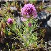 Castilleja-exserta-Cal-State-Channel-Islands