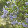 Ceanothus-oliganthus-Las-Pilitas