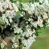 Ceanothus-verrucosus-Las-Pilitas