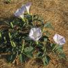 Datura-wrightii-MG-Carol-Peck