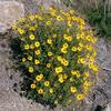 Encelia-californica-Cal-State-Channel-Islands