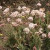 Eriogonum-fasciculatum-Cal-State-Channel-Islands