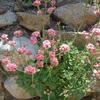 Eriogonum-grande-rubescens-Las-Pilitas