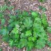 Heuchera-maxima-Las-Pilitas