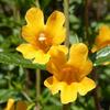 Mimulus-aurantiacus-MG-Carol-Peck