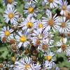 Symphyotrichum-chilensis-Las-Pilitas